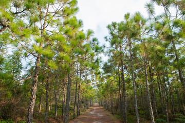 pathway under the pine tree in the forest