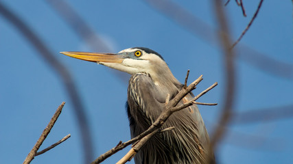 Great Blue Heron in a tree with bare branches and the moon in the background. Pima County, Tucson, Arizona. Summer of 2018.