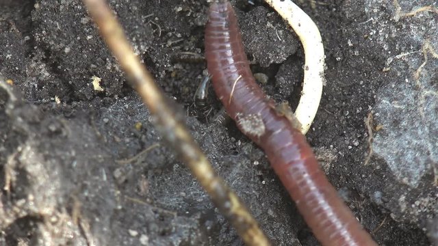 Earthworm earth worm crawling on rocks, macro, close-up insect, forest, meadow, garden, Lumbricus terrestris, common earhworm, Oligochaeta or Haplotaxida, Megadrilacea, Lumbricina Moniligastrida