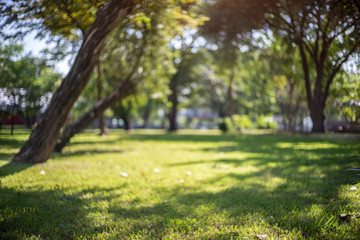 defocused bokeh background of garden trees in sunny day