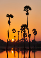 Sunrise at coconut palm tree field