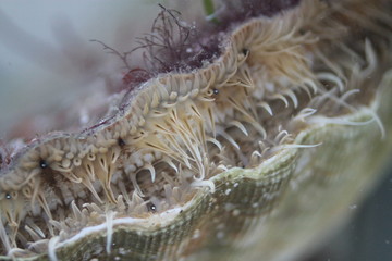 Coquille saint-jacques - détail sur les yeux