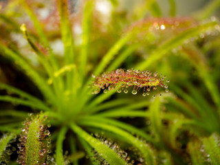 Drosera from the close view