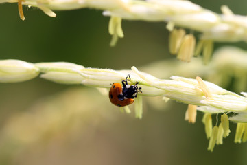 Coccinelle sur étamine de maïs