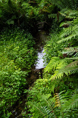 湿地・ミゾソバ・シダ