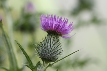 Fleur d'astéracée