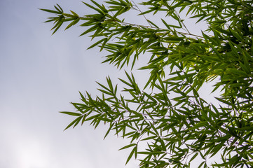 leaves and trunks of young bamboo on a dark background