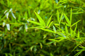leaves and trunks of young bamboo on a dark background