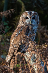 Bird of prey