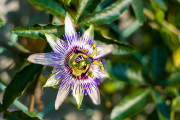 passion flower Passiflora caerulea Passionflower against green garden background