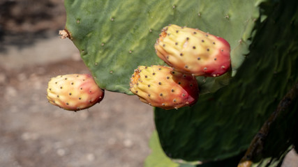 Fruit of cactus Prickly Pear, Opuntia