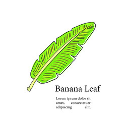 Banana leaf.vector illustration of green leaf.hand drawn.