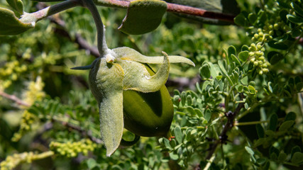 Nearly ripe, a green Jojoba seed or fruit in the Sonoran Desert with Cat's Claw Acacia in the background. Pima County, Tucson, Arizona. Spring of 2018. - obrazy, fototapety, plakaty