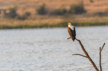 An Majestic African Fish Eagle Perching 