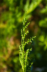 Incense cedar tree Calocedrus decurrens branch close up.