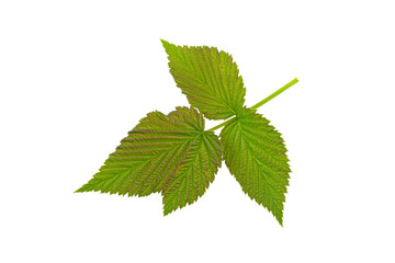 raspberry branch and green leaf isolated on white background