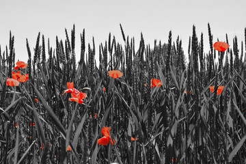 Guts beautiful poppies on black and white background. Flowers Red poppies blossom on wild field. Beautiful field red poppies with selective focus. Red poppies in soft light    