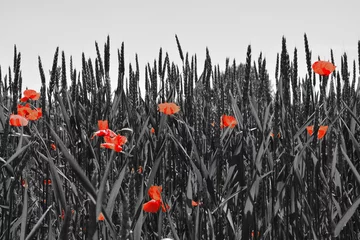 Photo sur Plexiglas Coquelicots Guts beautiful poppies on black and white background. Flowers Red poppies blossom on wild field. Beautiful field red poppies with selective focus. Red poppies in soft light    