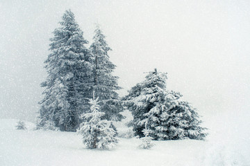 A fantastic magical winter atmosphere landscape with snow-covered fir (New Year, Christmas-Concept)