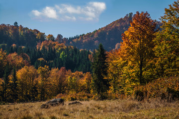 Colorful autumn landscape. Nice forest under white cloud. Beautiful nature landscape.