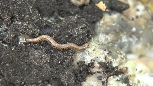 Insect Linotaeniidae Strigamia bibens soil centipede crawling on black ground in agricultural garden of  farmer. Autumn