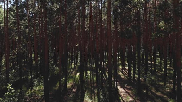 Flying passing by pine trees. point of view, drone view of talla forest pine trees at sunset in summer