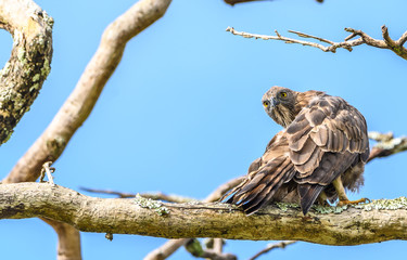 Turn Around : Crested Hawk Eagle