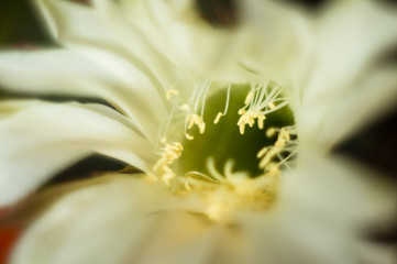 Cactus echinopsis tubiflora, selective focus, close up