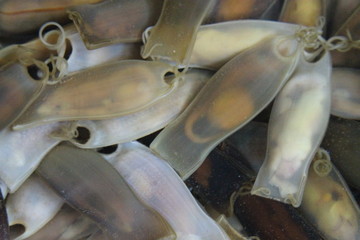 œufs de requin roussette
