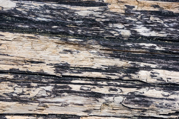Naklejka premium Texture of old driftwood, washed up by the sea