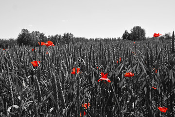 Poppy flower or papaver rhoeas poppy with the light behind in Italy remembering 1918, the Flanders Fields poem by John McCrae and 1944, The Red Poppies on Monte Cassino song by Feliks Konarski
