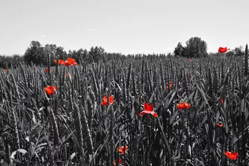 Papier Peint photo autocollant Coquelicots Poppy flower or papaver rhoeas poppy with the light behind in Italy remembering 1918, the Flanders Fields poem by John McCrae and 1944, The Red Poppies on Monte Cassino song by Feliks Konarski  