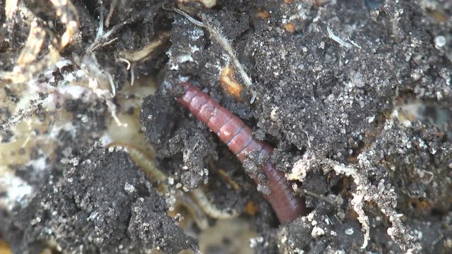 Earthworm earth worm crawling on rocks, macro, close-up insect, forest, meadow, garden, Lumbricus terrestris, common earhworm, Oligochaeta or Haplotaxida, Megadrilacea, Lumbricina Moniligastrida