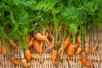 Bunch of freshly dug home grown carrots crooked and stunted in growth due to poor clay and stony...