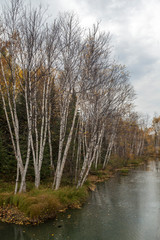 white birch in the fall