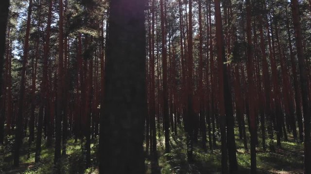 Flying passing by pine trees. point of view, drone view of talla forest pine trees at sunset in summer