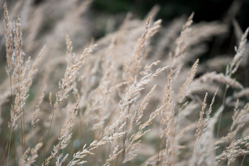 Nahaufnahme von Gräsern im Wind
