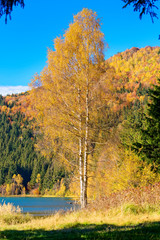 Herbstlich gefärbte Birke am Seeufer