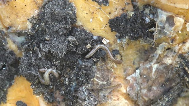 Insect Linotaeniidae Strigamia bibens soil centipede crawling on black ground in agricultural garden of  farmer. Autumn
