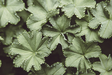 Top view of morning dew on leaves of green leaves of Alchemilla (Lady Mantle)