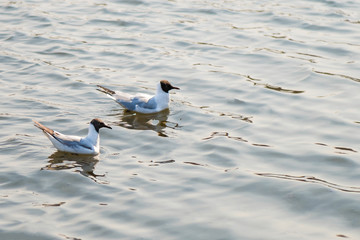 Two seagulls swim on the water