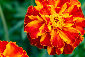 A red and brown terry flower tagetes on a green background. The yellow center of the flower and a thin yellow border on the petals.