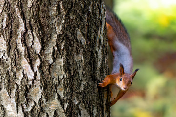 Little red squirrel with bushy tail sitting on tree