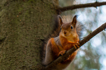 Squirrel sitting on a branch
