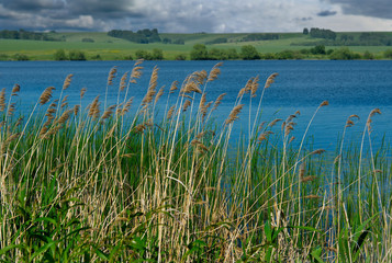 Russia. The South Of Western Siberia. Blooming shores of the lake in early summer