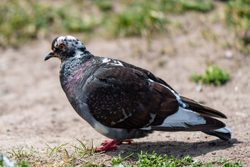 Dove, pigeon, bird, close up