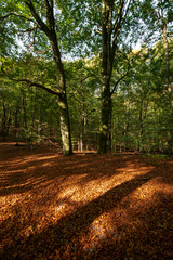 Fototapeta premium Sunny autumn day with amazing colors