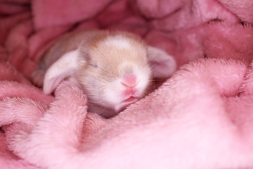 Bunny rabbit newborn lop kit 1 day old baby bunnies new born pets