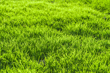 Background of bright green grass. Green grass texture