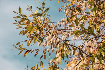 Autumn Tree